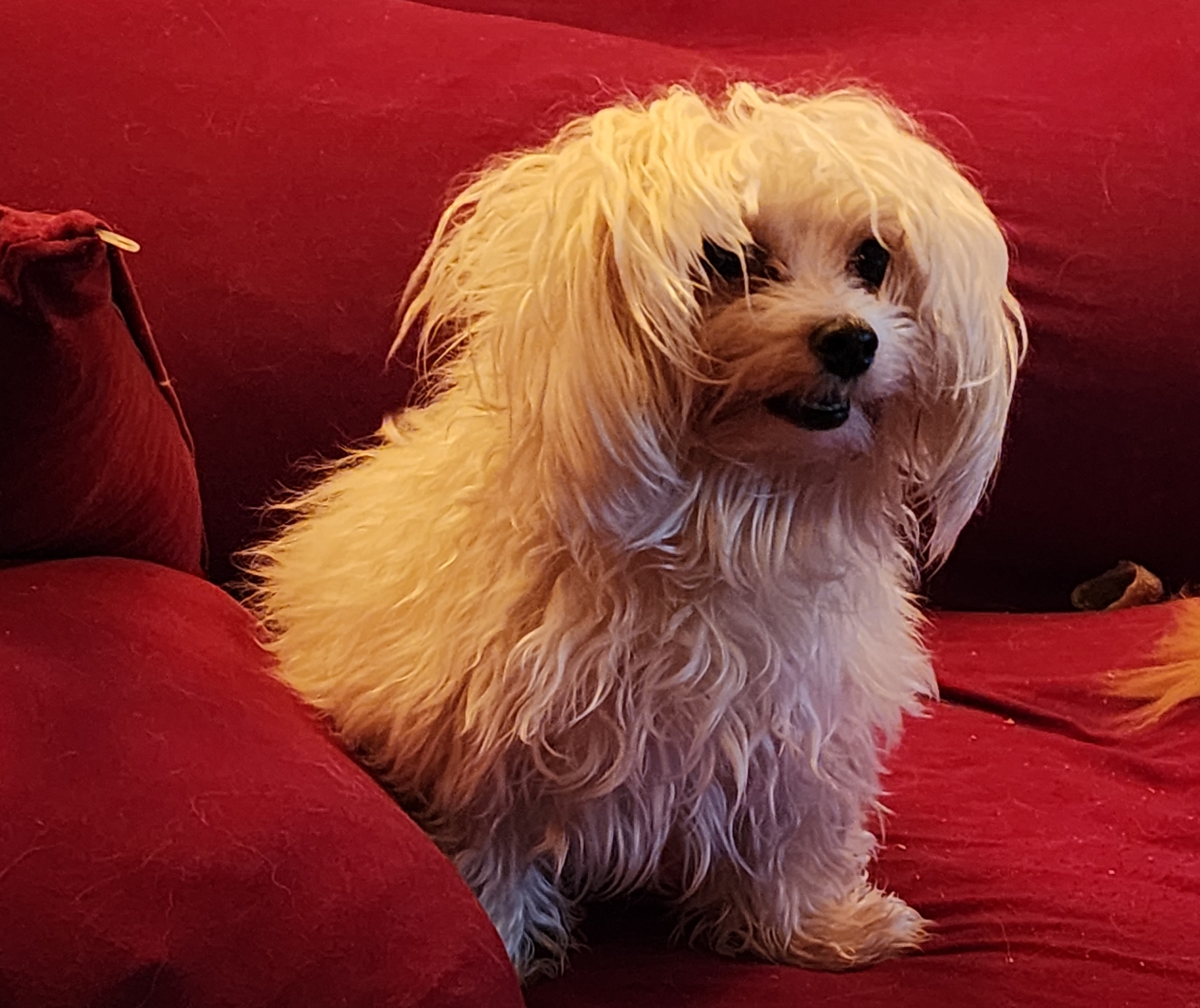 Le Paradis du Chien Horaire d'ouverture 2240 RANG FONTARABIE