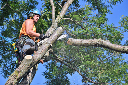 Eco-Green Tree Services - Service d'entretien d'arbres