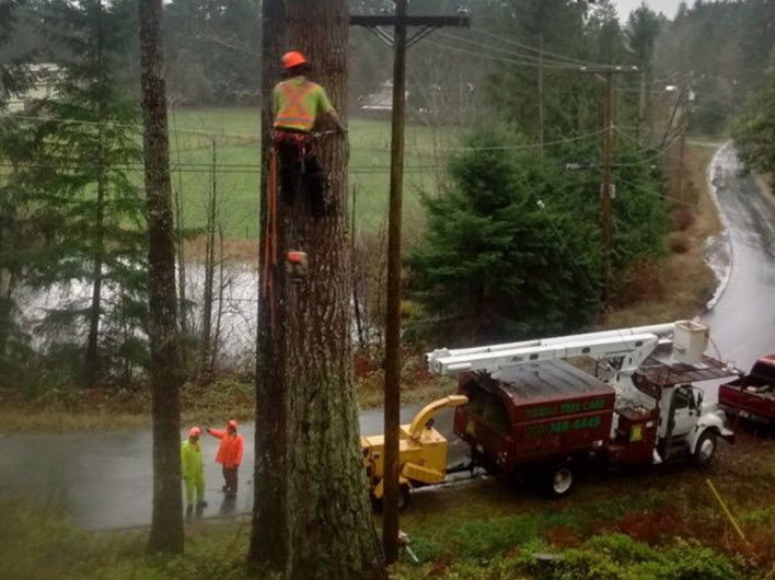 Libra Tree Services Ltd - Tree Service