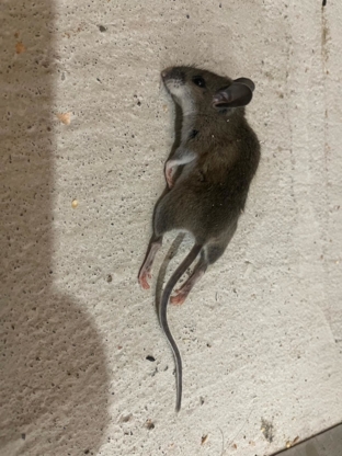 Pestline Pest Control Toronto - Extermination et fumigation