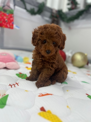 Puppocino Kennel - Pet Shops