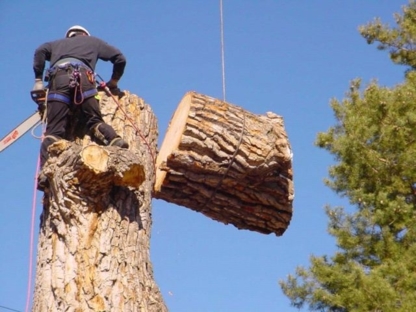 705 Tree Solutions - Service d'entretien d'arbres