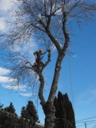 Arbortech Expert Tree Care - Service d'entretien d'arbres