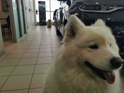 Orangeville Kia - New Car Dealers