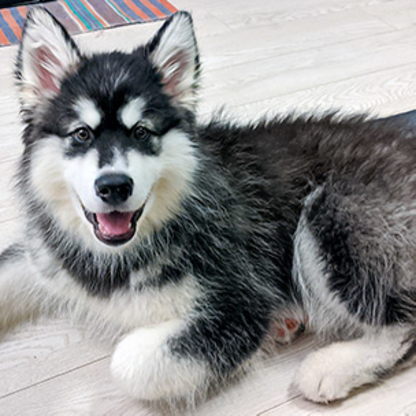 Catffeinated The Pet Mom - Dog Training & Pet Obedience Schools