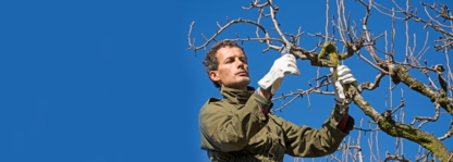 Superior Tree Solutions - Tree Service