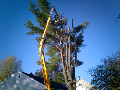 D.F. Johnson & Associates Tree Service - Service d'entretien d'arbres