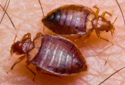 Bug Managers Pest Control - Bird Repellents, Barriers & Controls