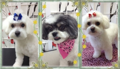 Danielle's Dog Grooming Studio - Toilettage et tonte d'animaux domestiques