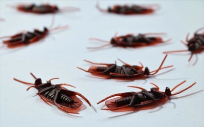 Phantom Pest Control North Vancouver - Pest Control Services