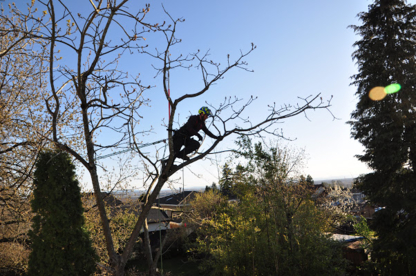 Linden Tree Care - Service d'entretien d'arbres