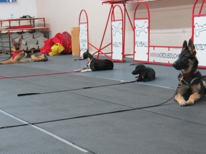 Les Mordus du Chien - Dog Training & Pet Obedience Schools