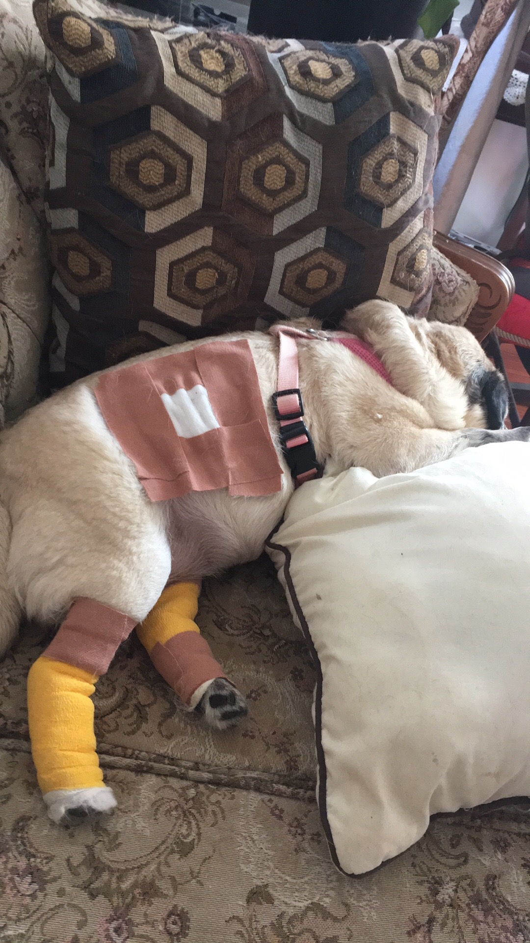 Thompson Veterinary Clinic Opening Hours 40 Nelson Rd, Thompson, MB