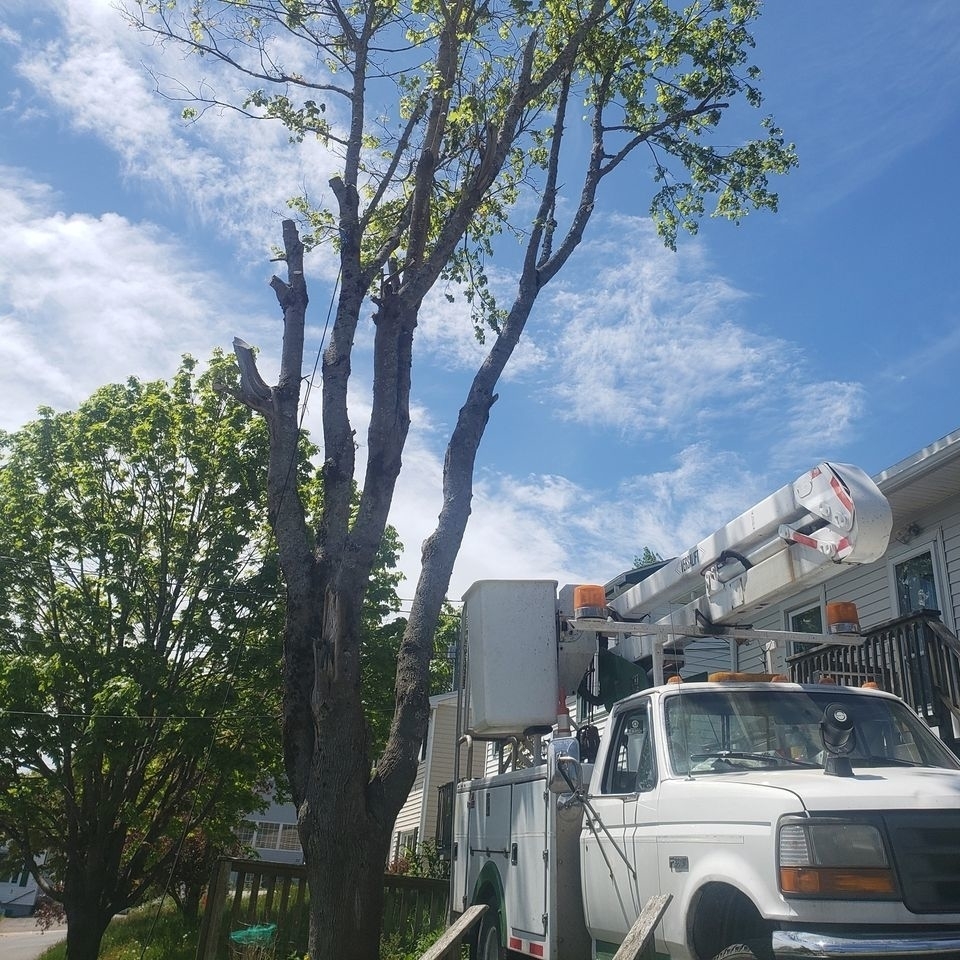 Harbour City Tree Trimming - Service d'entretien d'arbres