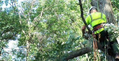 Service d'Arbre & Émondage Tougas - Service d'entretien d'arbres