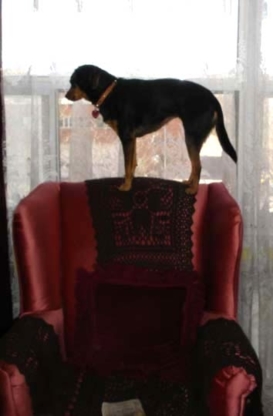 Ella's Doghouse - Pet Sitting Service
