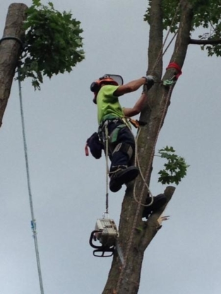 Hilltop Tree Care - Service d'entretien d'arbres