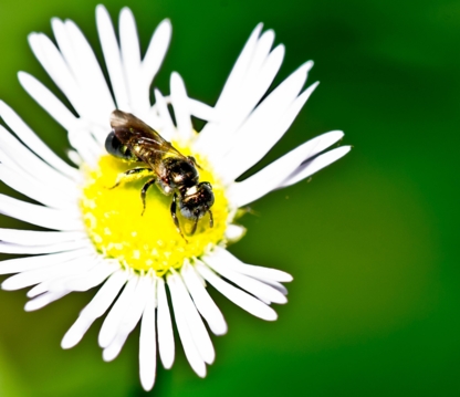 Bug Managers Pest Control - Bird Repellents, Barriers & Controls