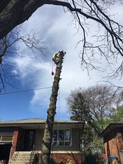 CB Tree - Tree Service