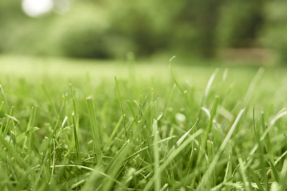 Franklyn Property Management - Lawn Maintenance