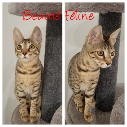 Voir le profil de Chatterie Beauté Féline, Éleveur de Savannah, Caracat et Chausie - Montréal