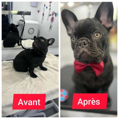 Le Purr Spaw - Toilettage et tonte d'animaux domestiques