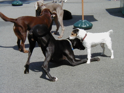 Dog Days Daycare Ltd - Dog Training & Pet Obedience Schools