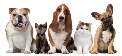 All Pets & Home Care Services Inc - Régimes de soins médicaux pour animaux de compagnie