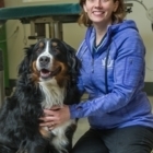 All Paws Veterinary Clinic Inc - Vétérinaires