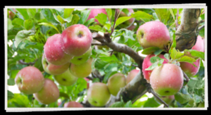 Sprout Farms Apple Orchards - Tree Service