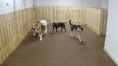 Social School of Canada - Dog Training & Pet Obedience Schools