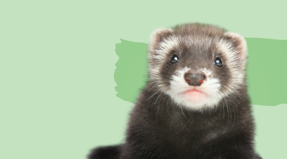 Vet & Cie Brossard | Vétérinaire indépendant & québécois, Toilettage, Parc canin, Urgences chiens et chats | Montérégie - Veterinarians