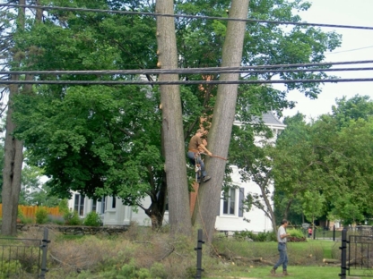 Emondage Désautels - Tree Service