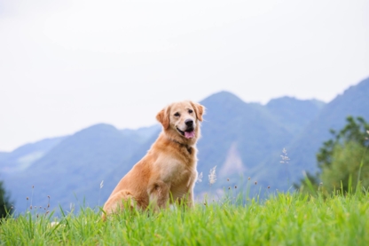 Cinq Saisons Service Vétérinaire - Pet Care Services