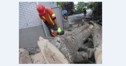 Ottawa Trimming & Tree Removal - Tree Service