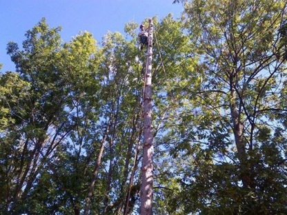 Towne Trees Inc - Tree Service