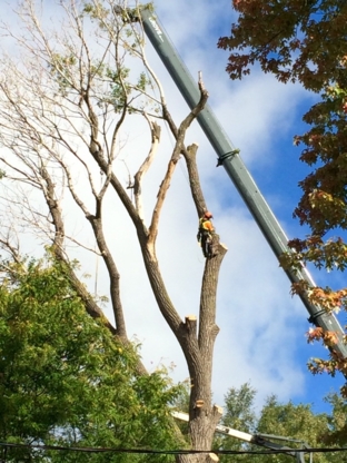 Arborigène - Service d'entretien d'arbres