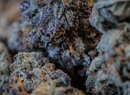 Imperial Bud - Marijuana Retail