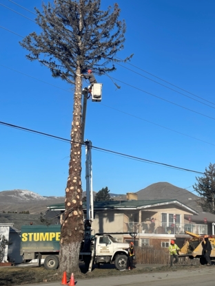 Stumped Tree Service - Tree Service
