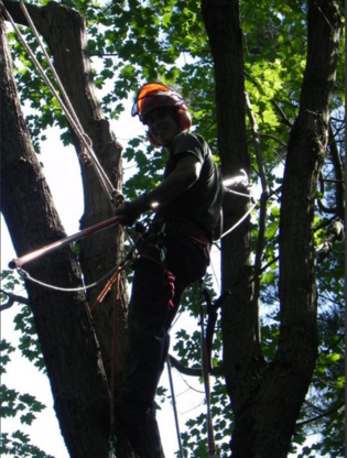 Arboris Tree Care - Tree Service