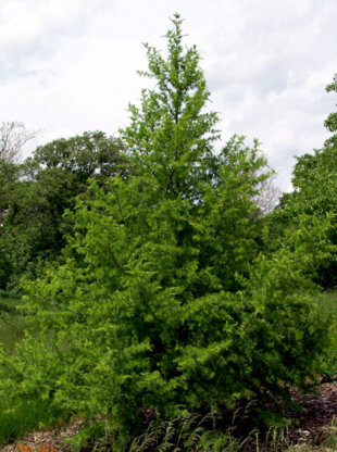 Simmons Landscaping Ltd - Landscape Architects