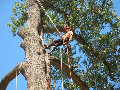 Calgary Tree Services Ltd - Tree Service