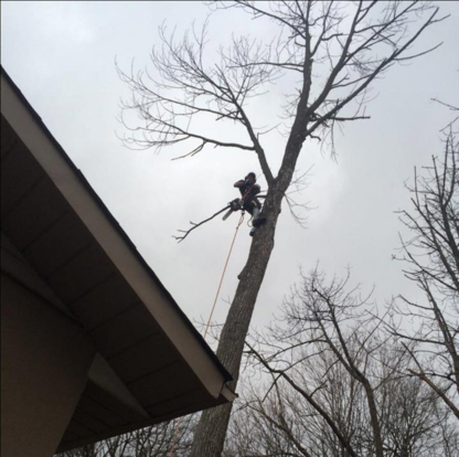 From The Ground Up Tree Care - Service d'entretien d'arbres