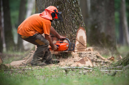 Émondage Pro Rive-Sud - Service d'entretien d'arbres