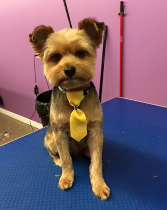 Town & Country Clips Pet Grooming - Pet Grooming, Clipping & Washing