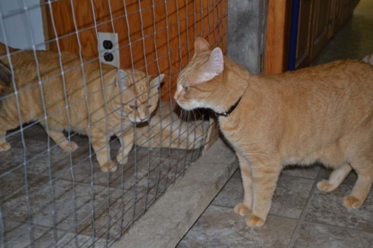 Happy Tails Retreat - Kennels