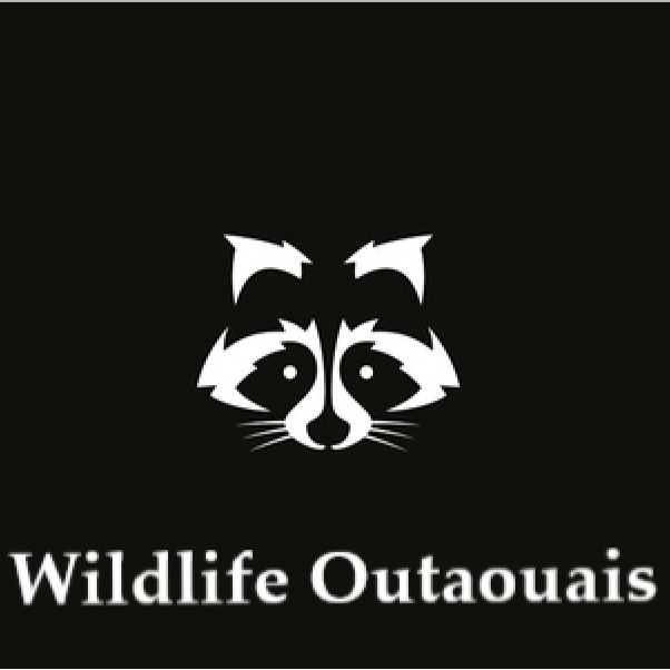 Extermination Wildlife Outaouais - Exterminateur Gatineau - Pest Control Services