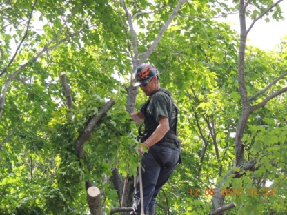Arbex - Service d'entretien d'arbres