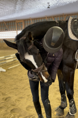 Wynbrook Equestrian Centre - Écoles et cours d'équitation