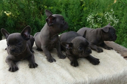 Baby's Bulldogs - Dog Breeders